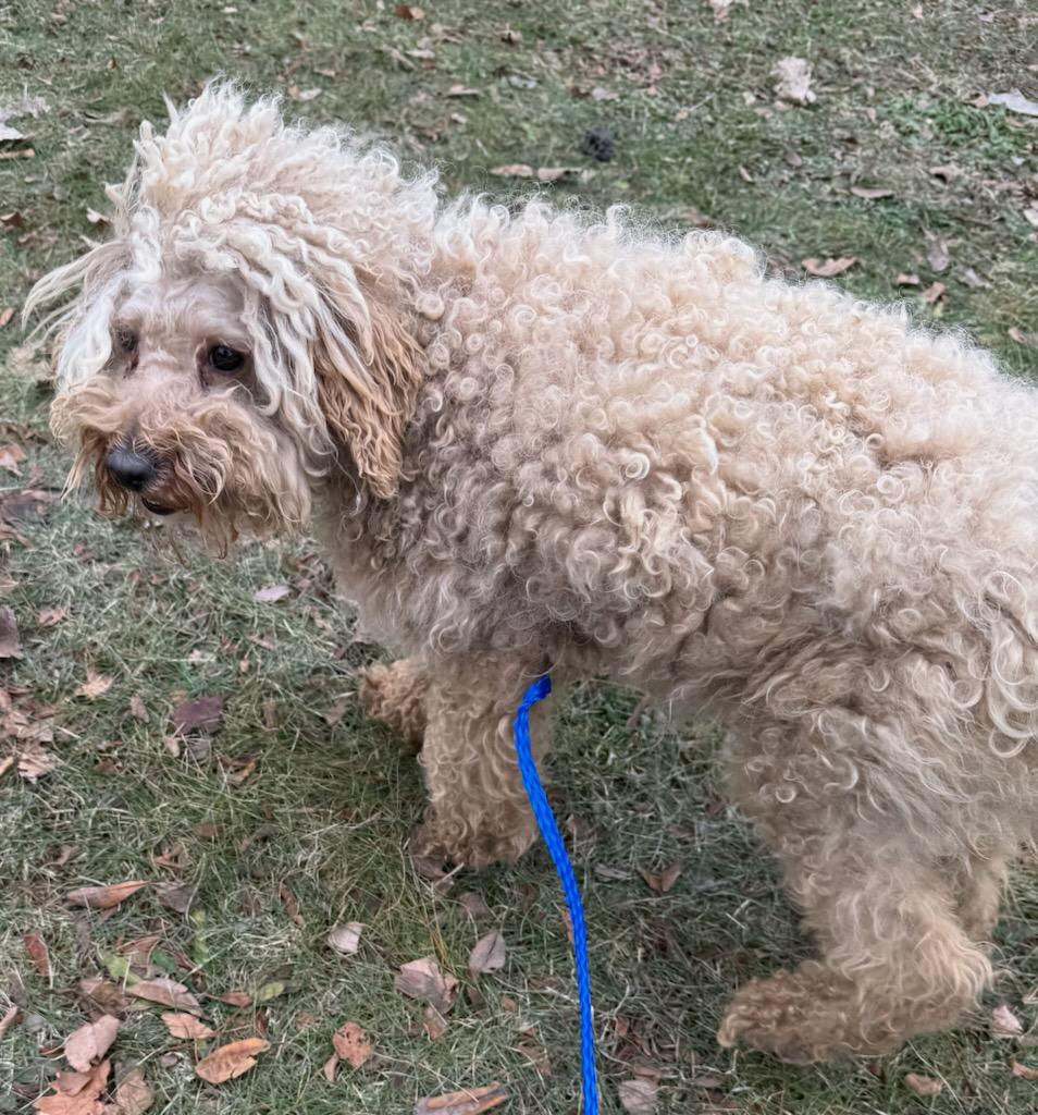 Holly - IL, ADOPTABLE, Adult Female Bichon Frise.