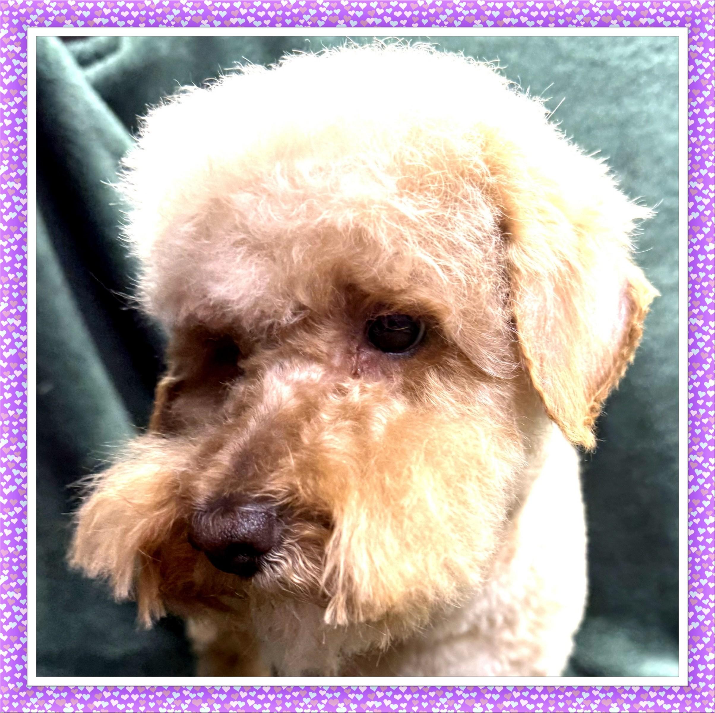 Holly - IL, ADOPTABLE, Young Female Bichon Frise & Poodle.