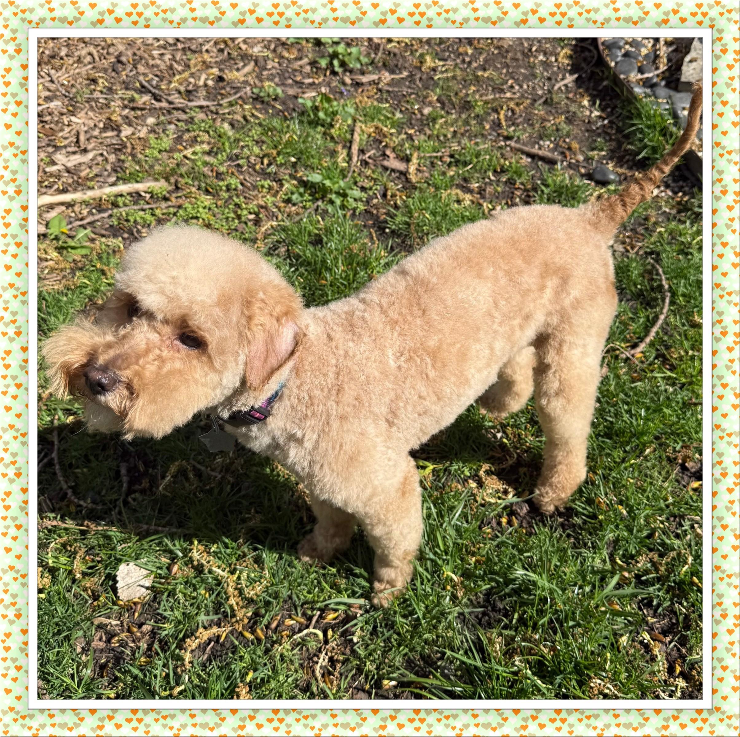 Holly - IL, ADOPTABLE, Young Female Bichon Frise & Poodle.