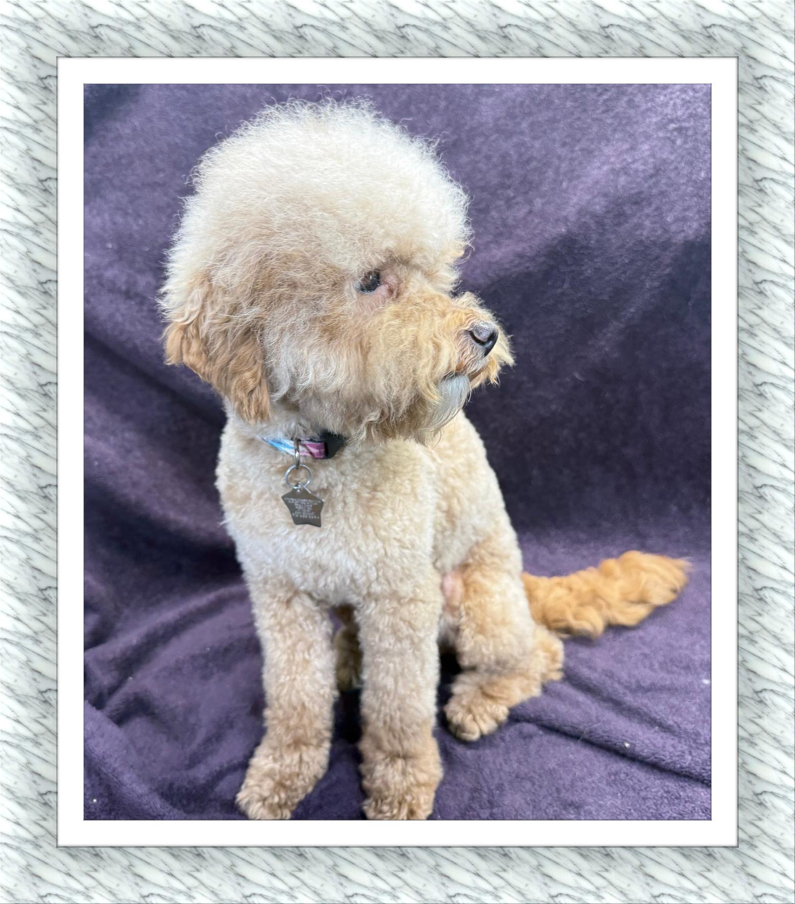 Holly - IL, a ADOPTABLE mixed breed in Cicero, IL image 2/4
