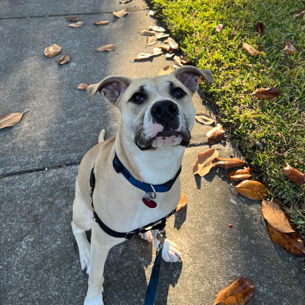 Teddy, Adoptable, Adult Male Terrier.