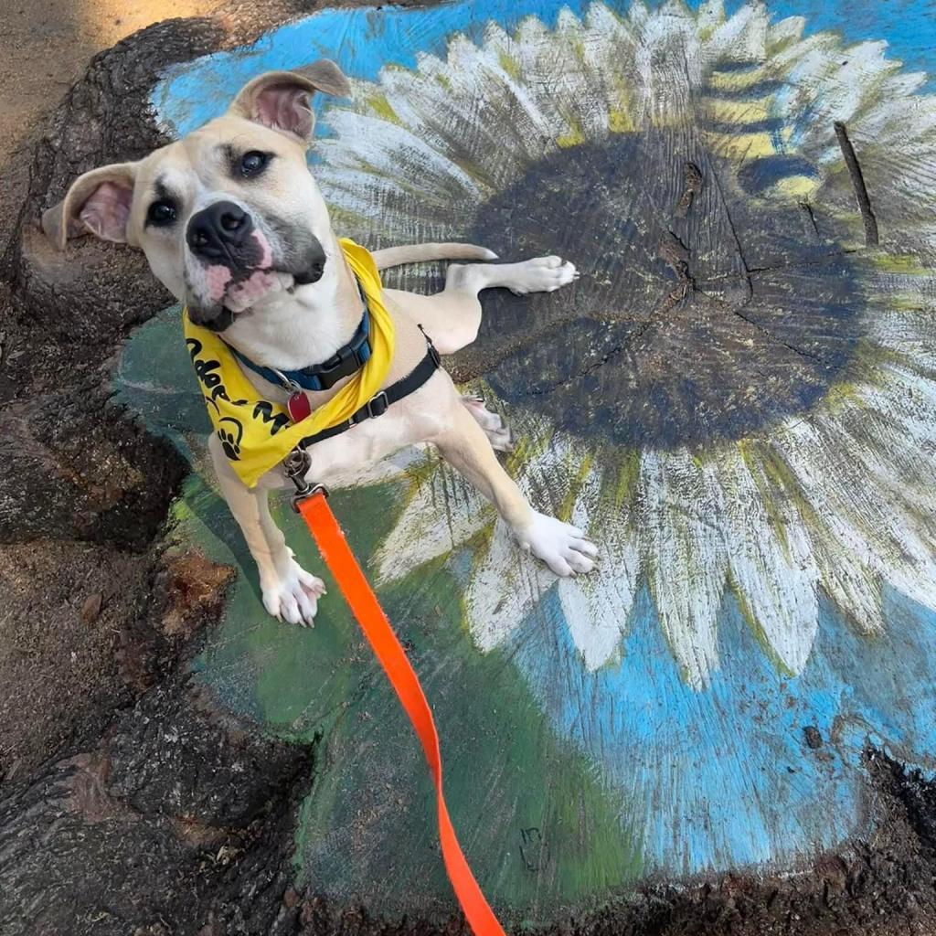 Teddy, a Adoptable mixed breed in Savannah, GA image 2/6