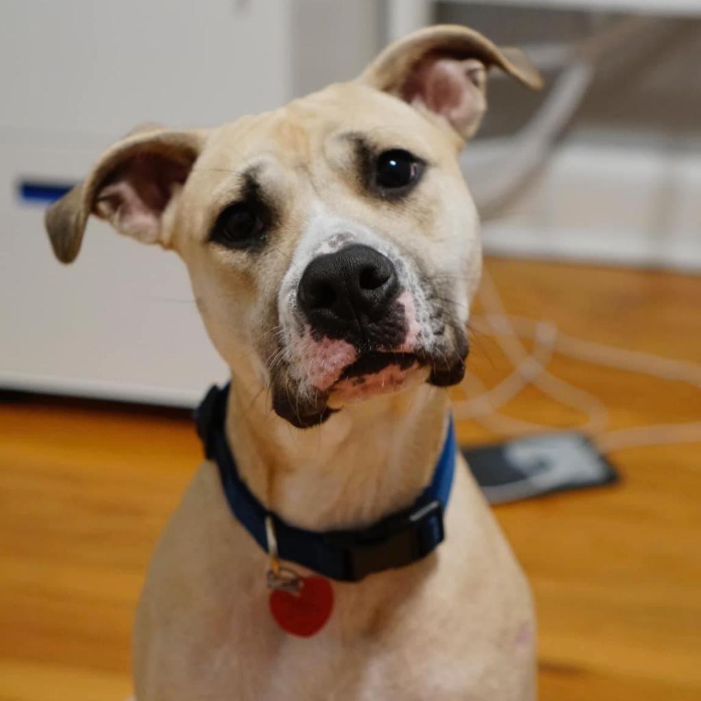 Teddy, a Adoptable mixed breed in Savannah, GA image 3/6