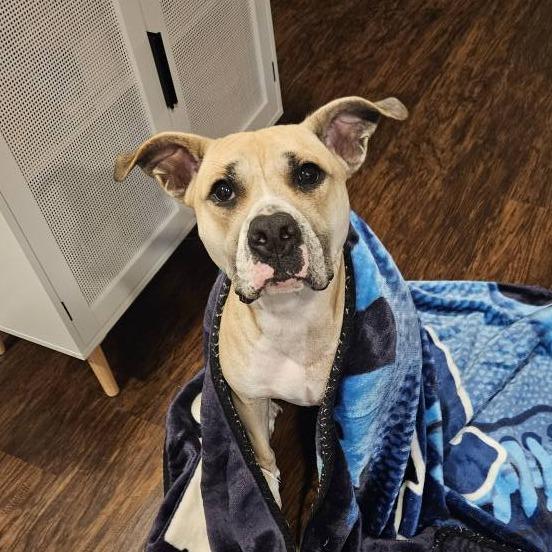 Enlarge Teddy, a Adoptable mixed breed in Savannah, GA image 4/6