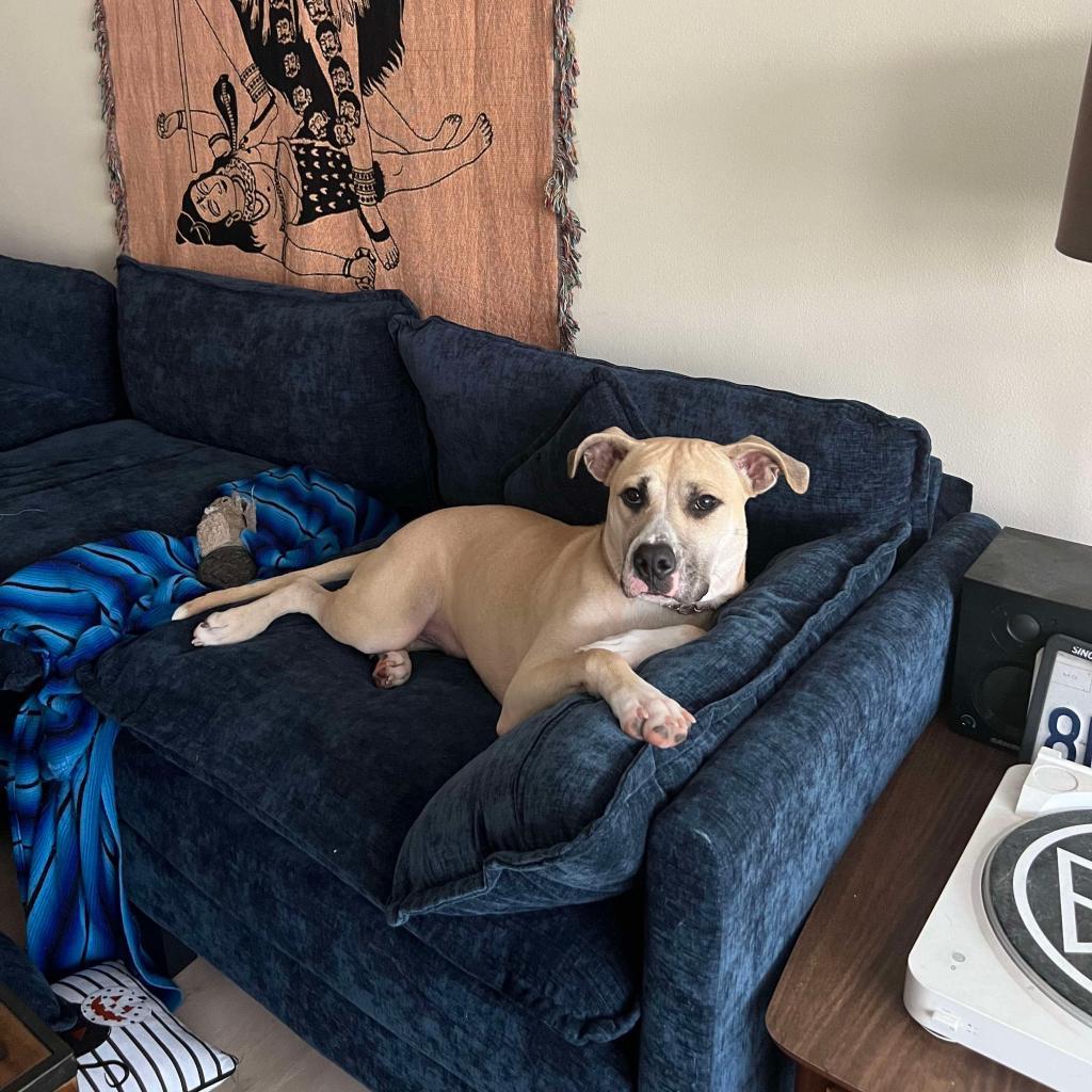 Teddy, a Adoptable mixed breed in Savannah, GA image 4/6