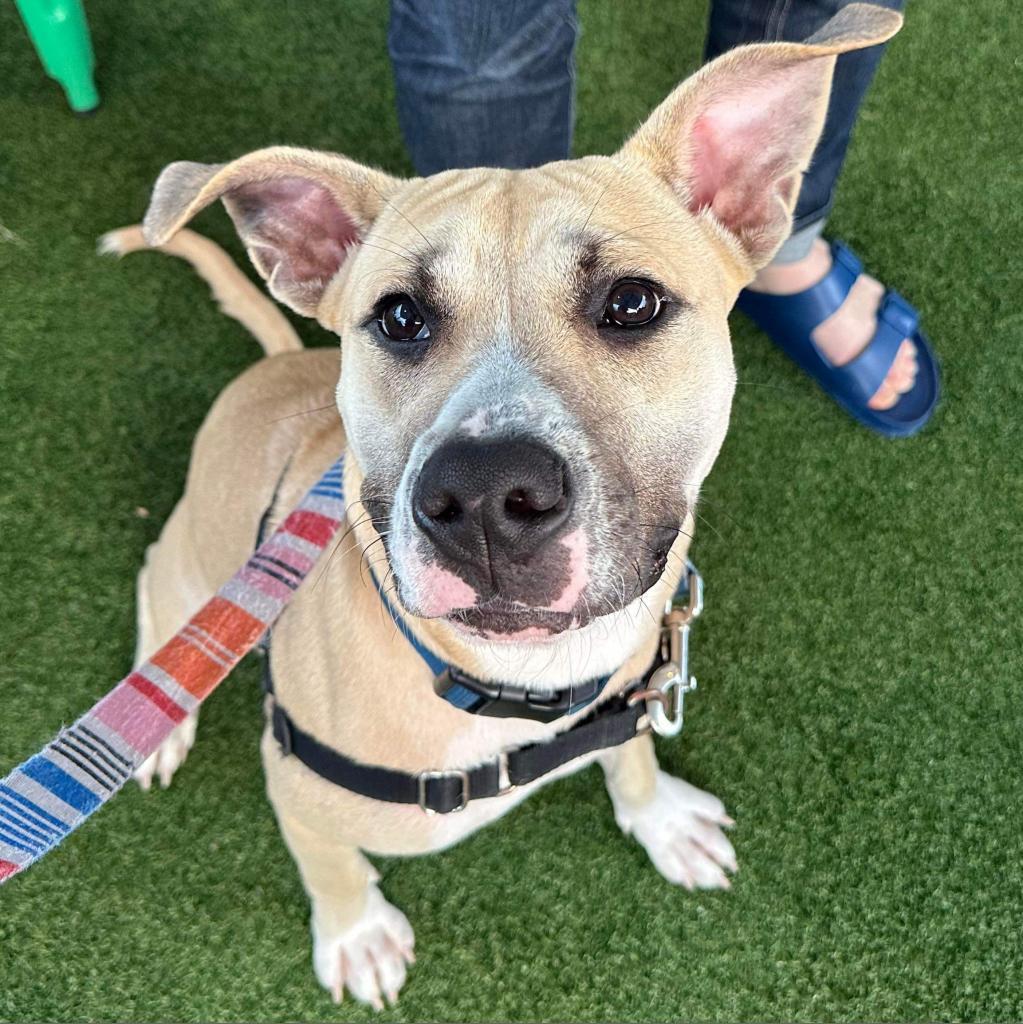 Teddy, a Adoptable mixed breed in Savannah, GA image 5/6