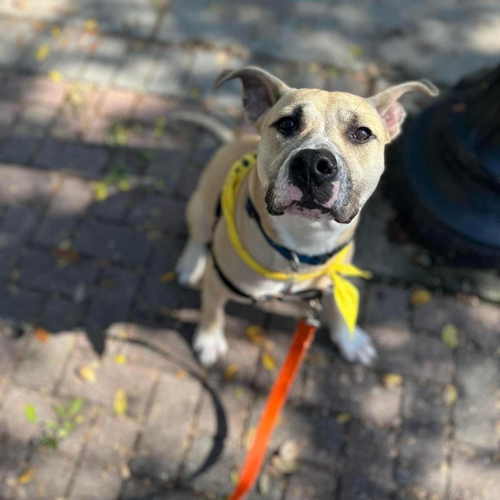 Teddy, a Adoptable mixed breed in Savannah, GA image 6/6