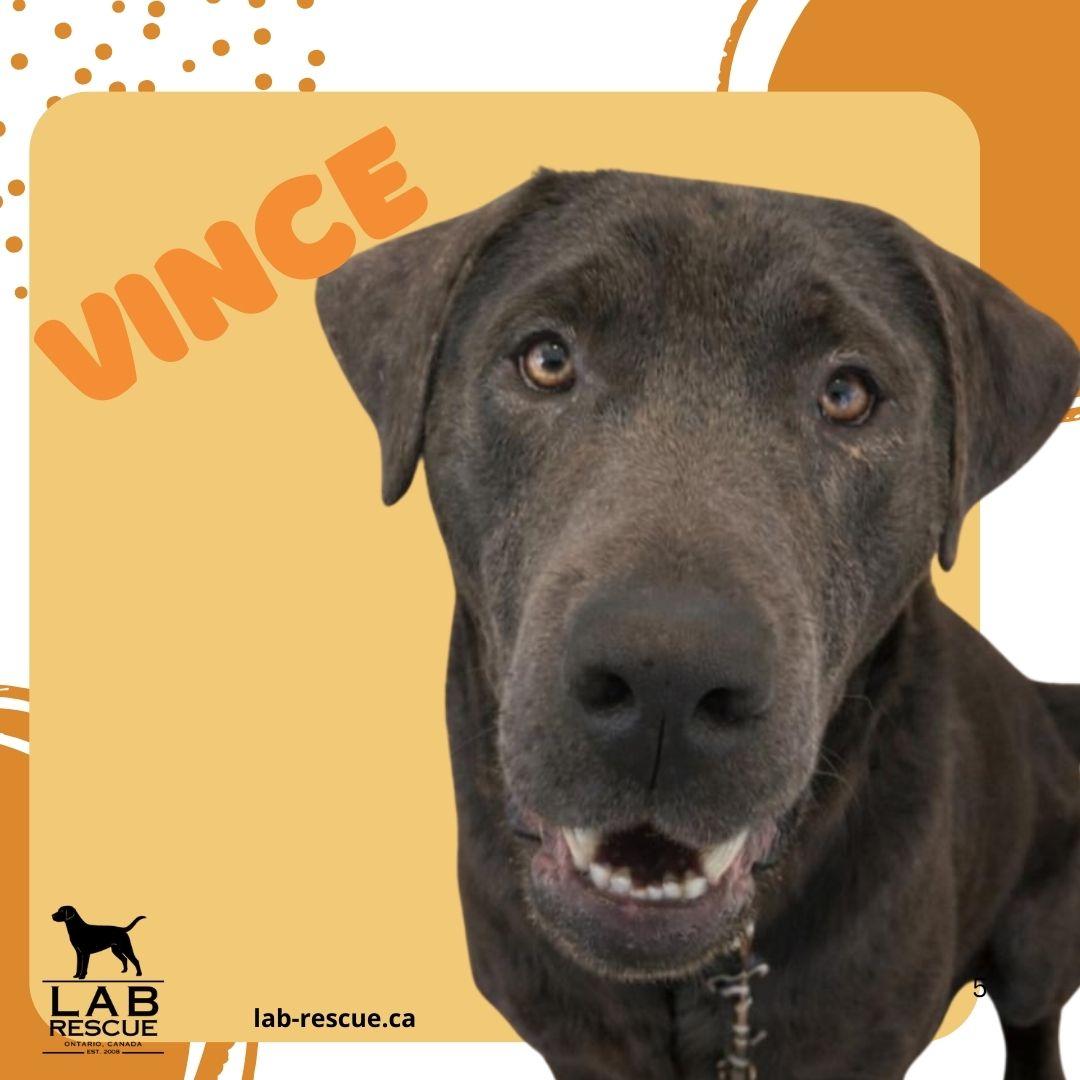 Vince, ADOPTABLE, Young Male Labrador Retriever.
