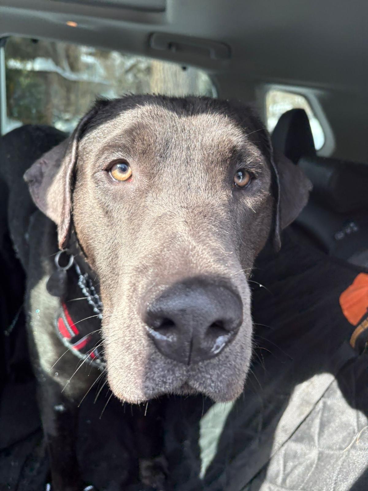 Vince, a ADOPTABLE Labrador Retriever in Oakville, ON image 6/6