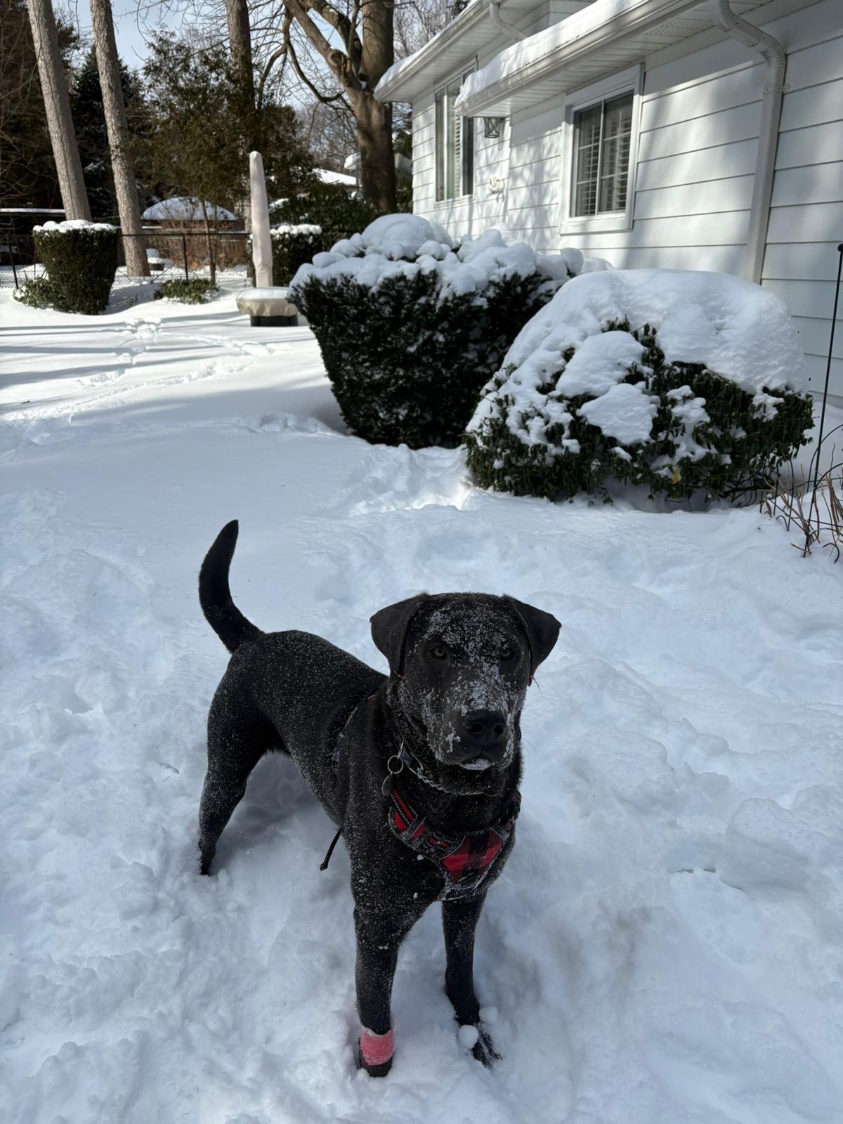 Vince, a ADOPTABLE Labrador Retriever in Oakville, ON image 5/6