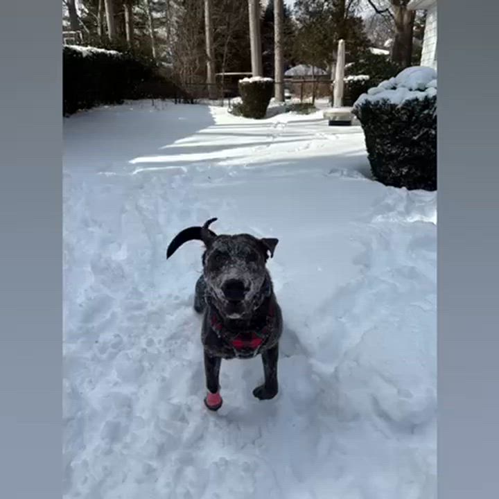 Enlarge Vince, a ADOPTABLE Labrador Retriever in Oakville, ON video 2/6