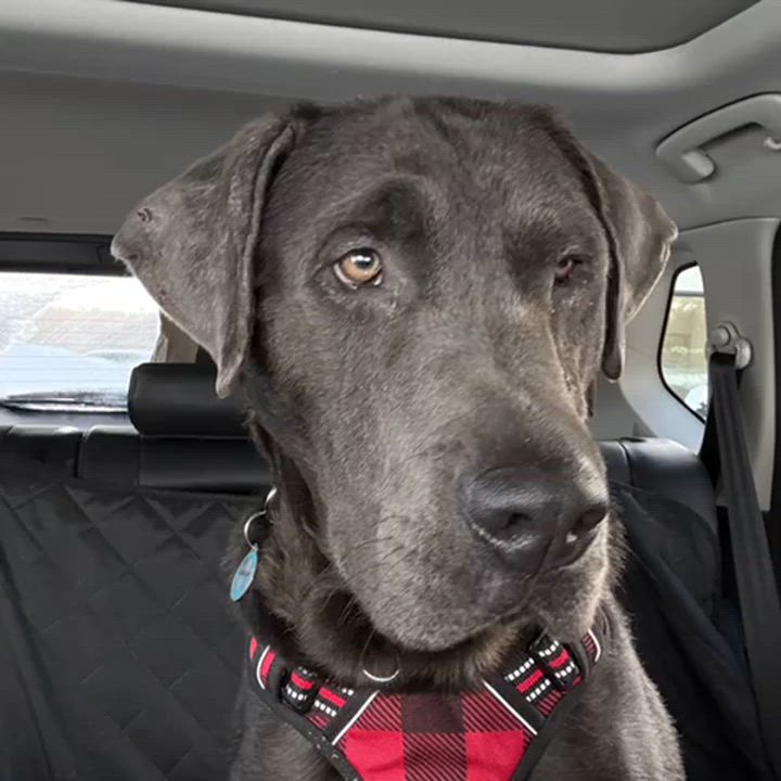 Enlarge Vince, a ADOPTABLE Labrador Retriever in Oakville, ON video 4/6
