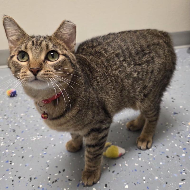 Enlarge Bedelia, a Adoptable Domestic Short Hair in Yankton, SD image 1/6