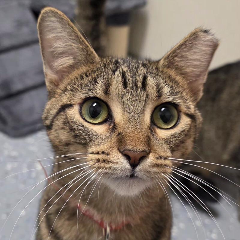 Enlarge Bedelia, a Adoptable Domestic Short Hair in Yankton, SD image 2/6