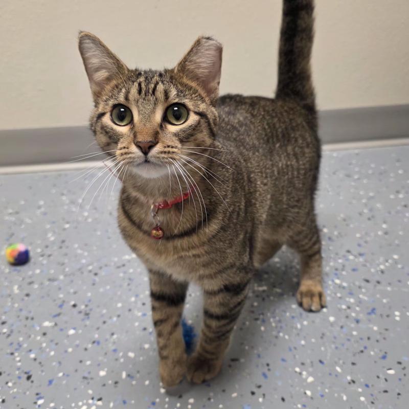 Enlarge Bedelia, a Adoptable Domestic Short Hair in Yankton, SD image 3/6