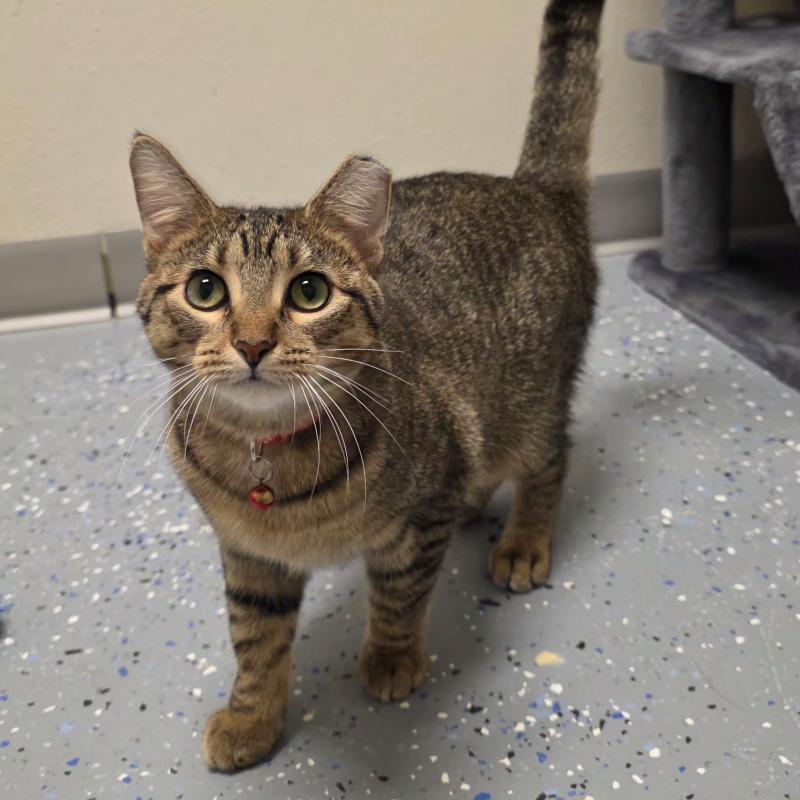 Enlarge Bedelia, a Adoptable Domestic Short Hair in Yankton, SD image 4/6