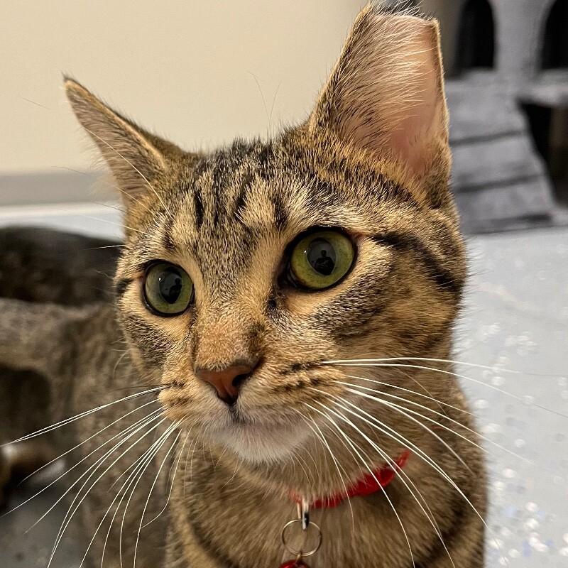 Enlarge Bedelia, a Adoptable Domestic Short Hair in Yankton, SD image 6/6