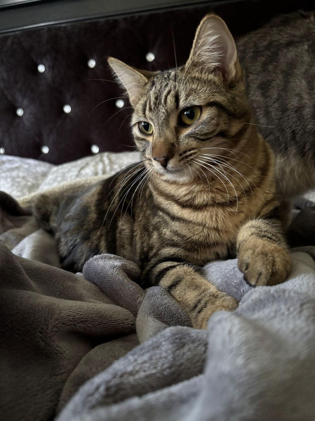 Enlarge Cami, a Adoptable Domestic Short Hair in Burlington, WA image 2/3