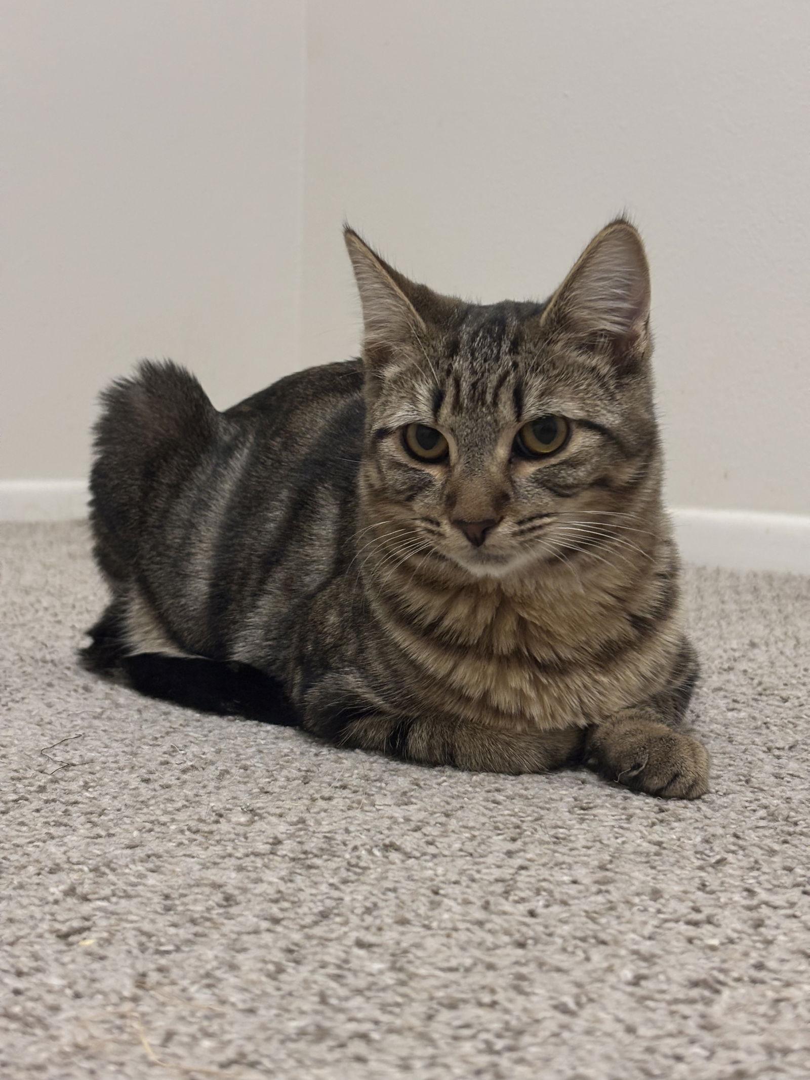 Cami, Adoptable, Young Female Domestic Short Hair.