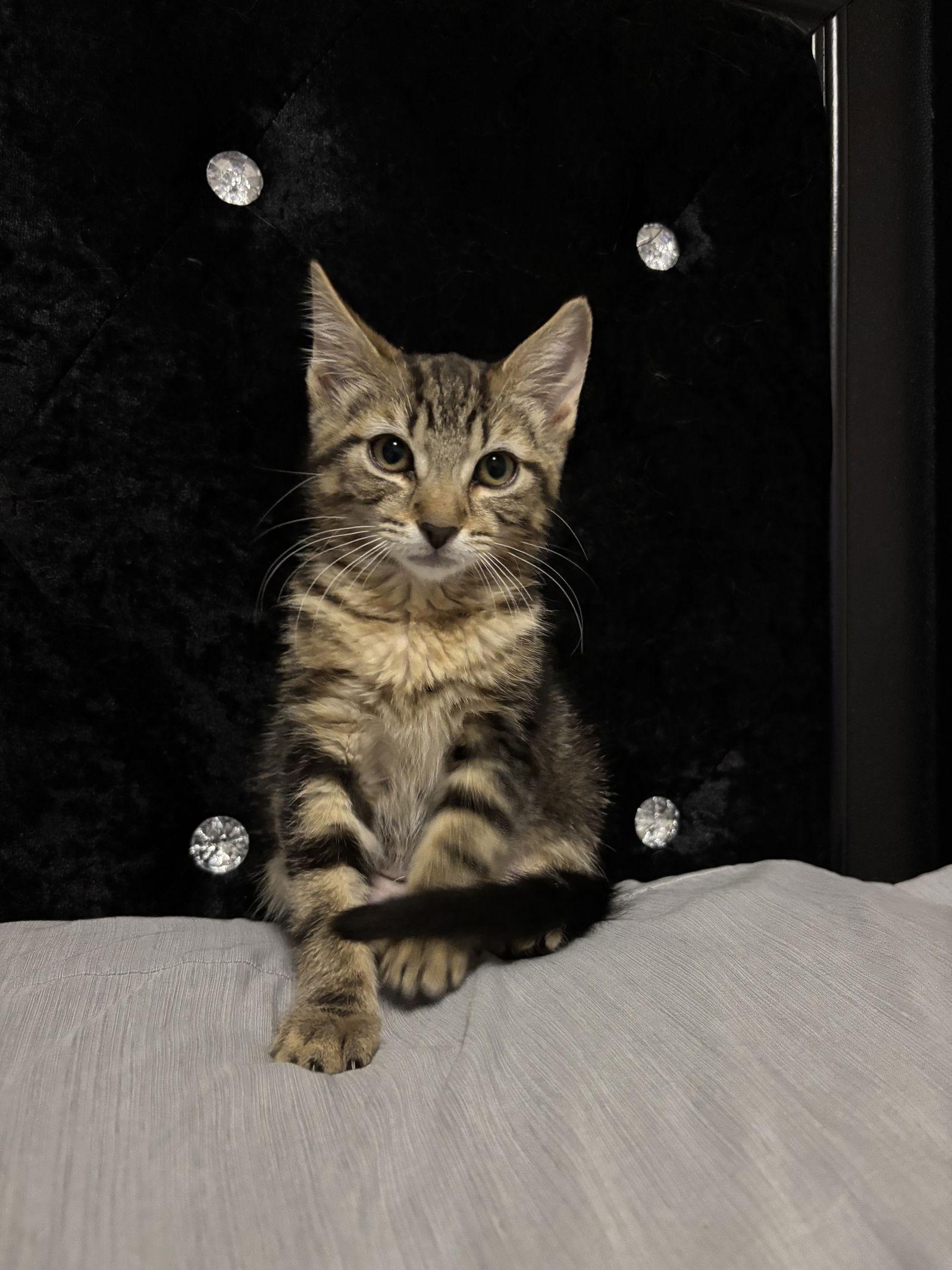 Cami, a Adoptable Domestic Short Hair in Burlington, WA image 2/3