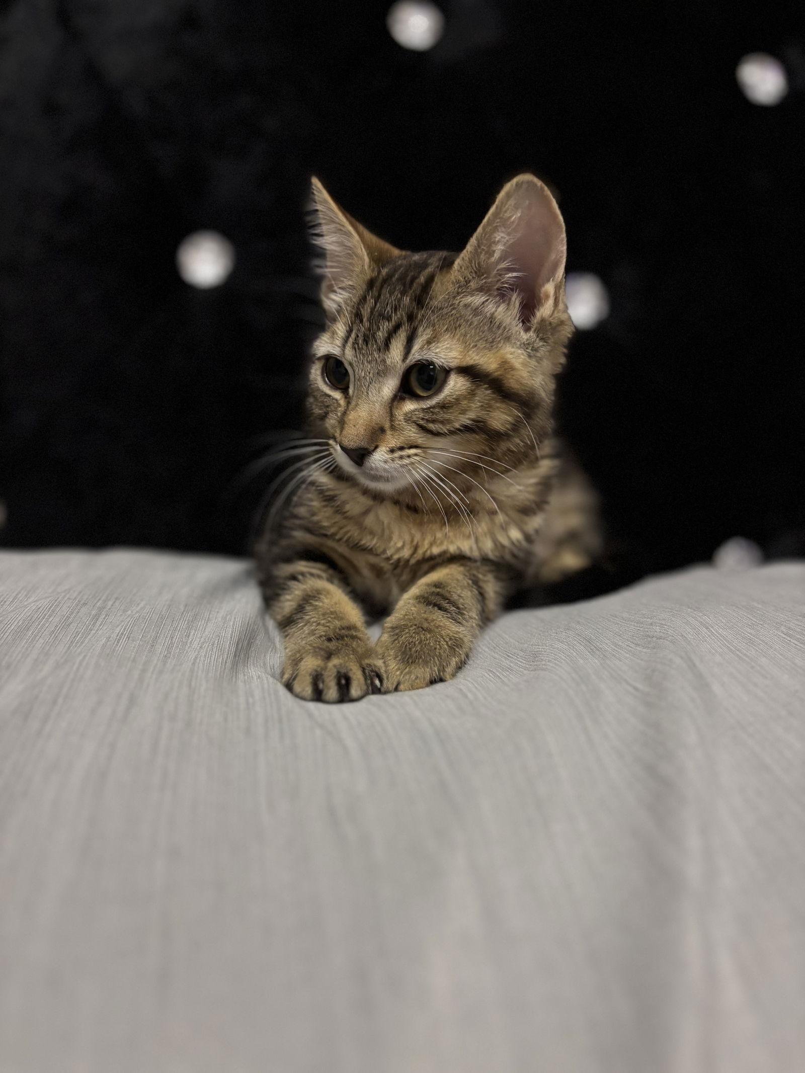 Cami, a Adoptable Domestic Short Hair in Burlington, WA image 3/3