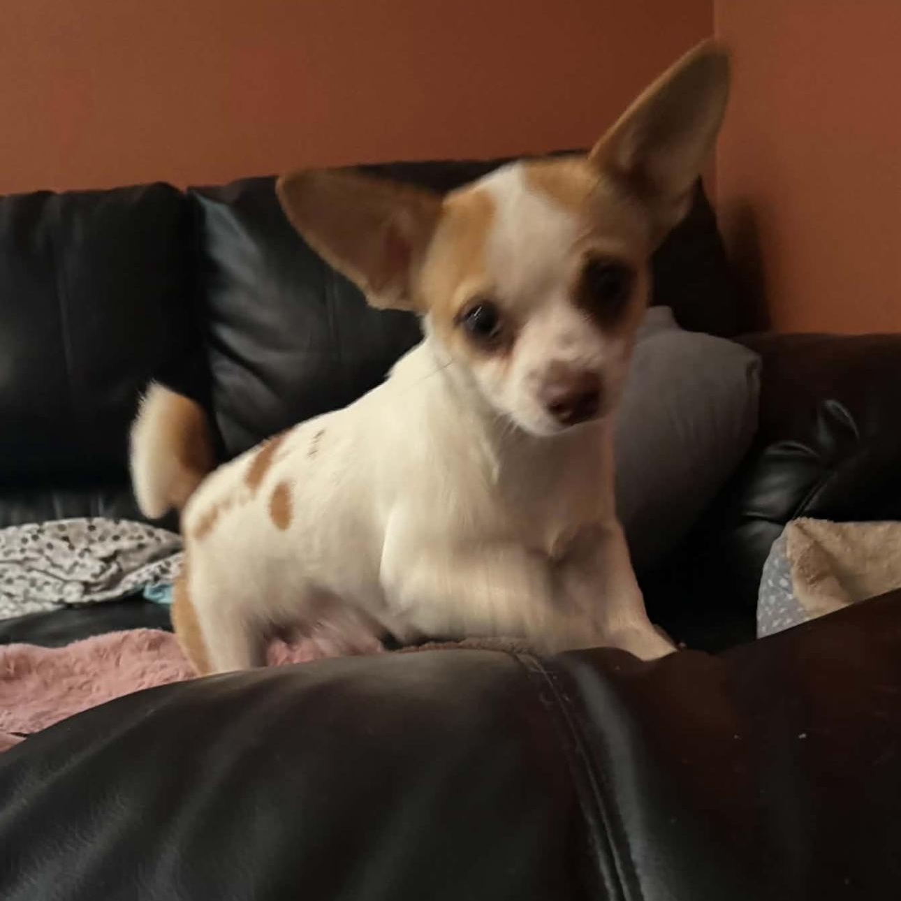 2167 Spiffy, Adopted, Adult Female Chihuahua.