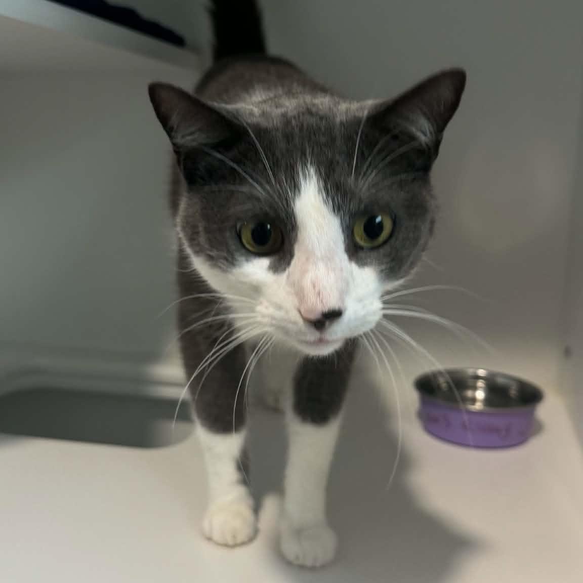 Enlarge Juno, a ADOPTABLE American Shorthair in Danbury, CT image 2/4