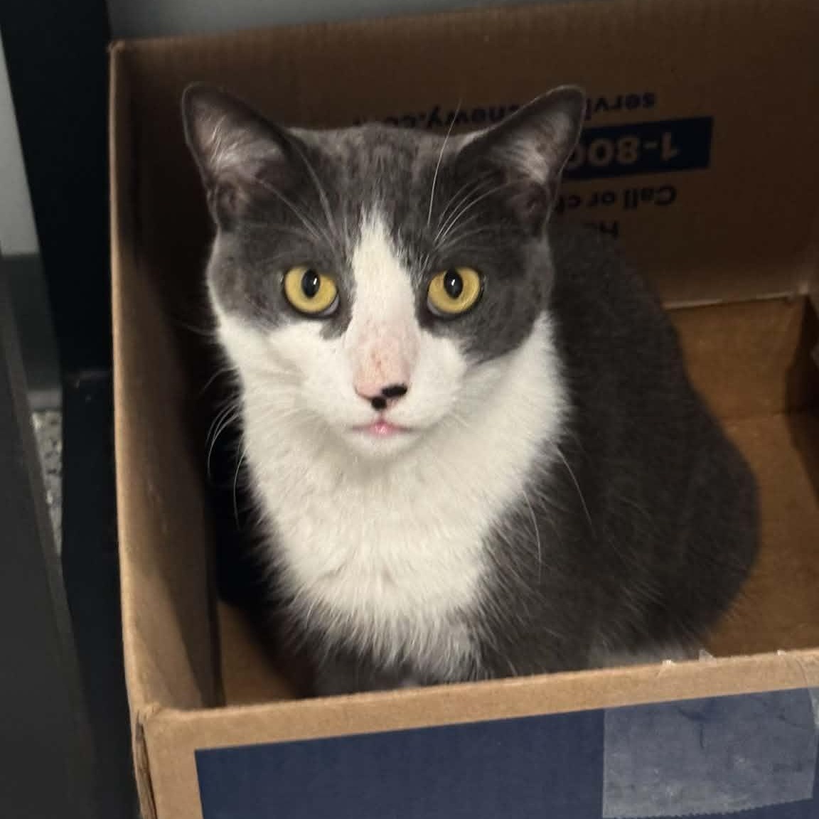 Enlarge Juno, a ADOPTABLE American Shorthair in Danbury, CT image 3/4