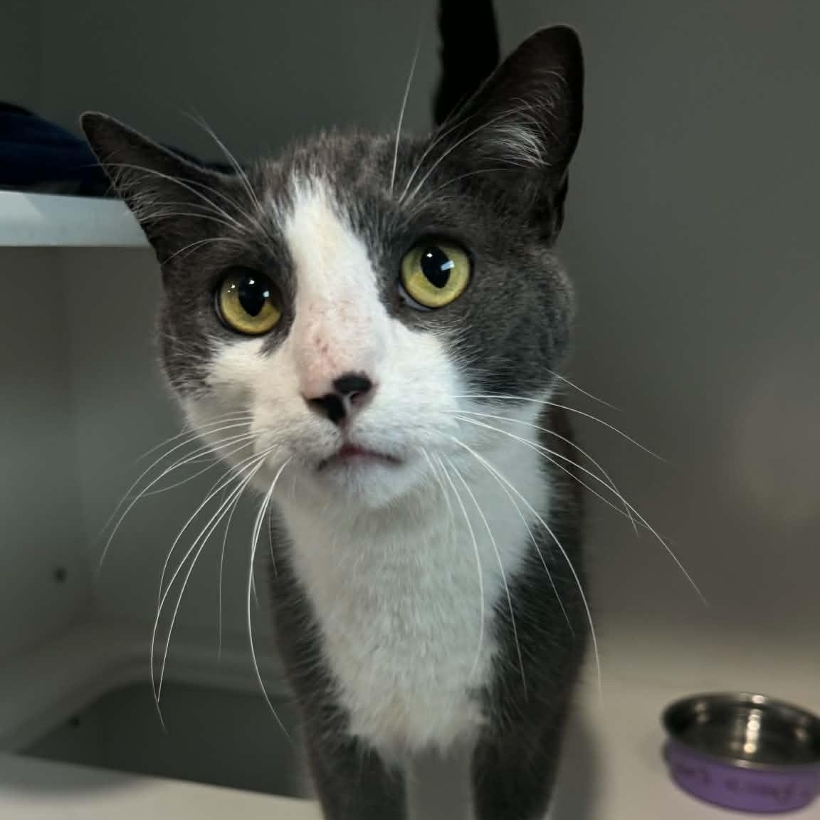 Enlarge Juno, a ADOPTABLE American Shorthair in Danbury, CT image 1/4