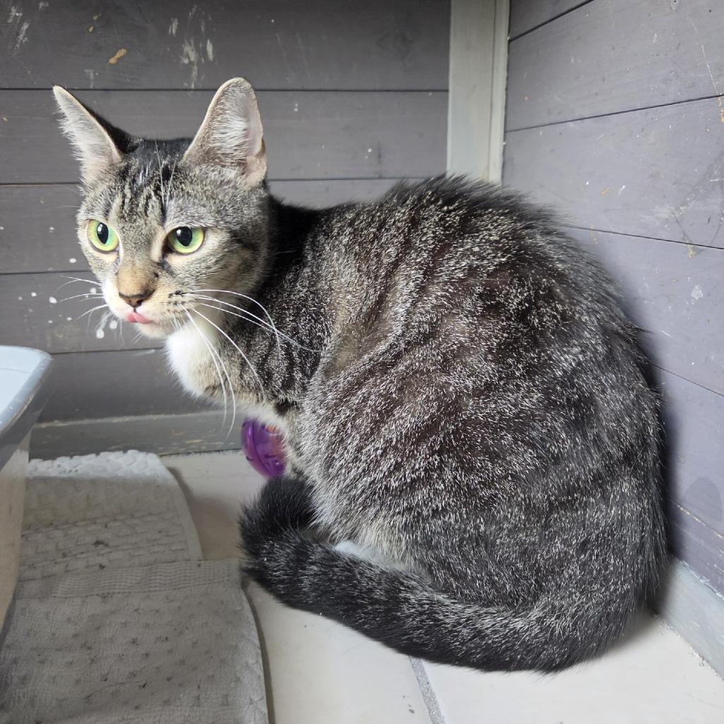 Mama, Adoptable, Adult Female Domestic Short Hair.