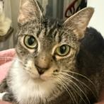 Enlarge Mama, a Adoptable Domestic Short Hair in Seminole, FL image 2/3