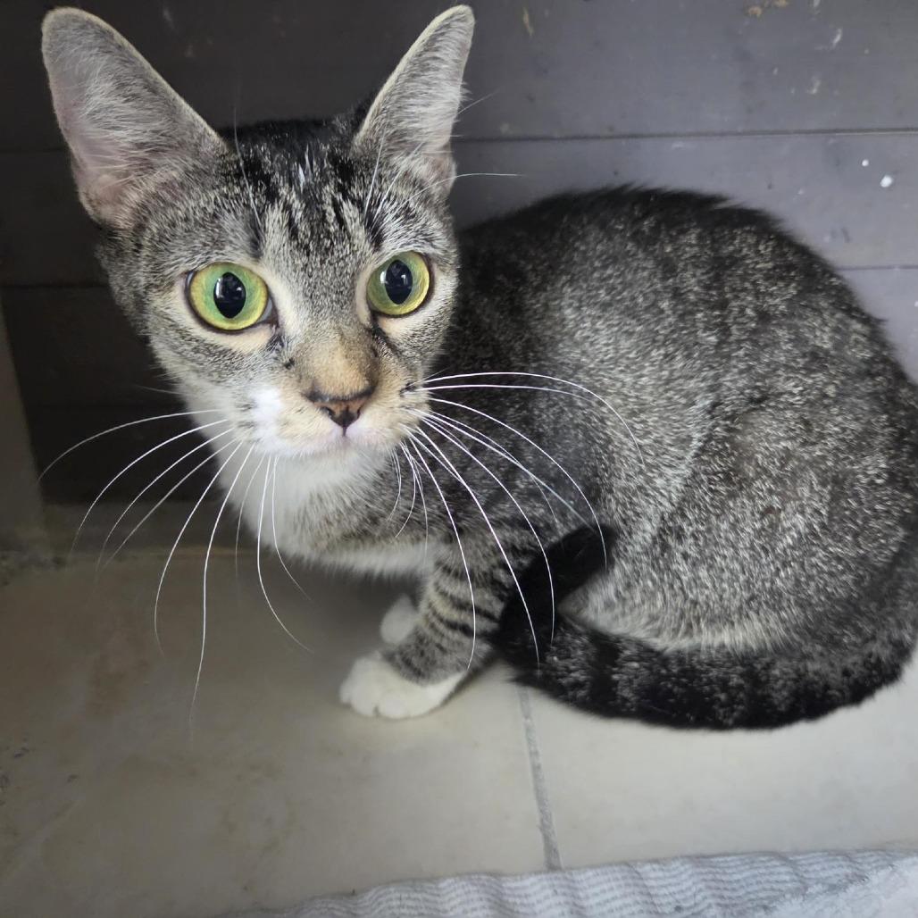 Enlarge Mama, a Adoptable Domestic Short Hair in Seminole, FL image 3/3