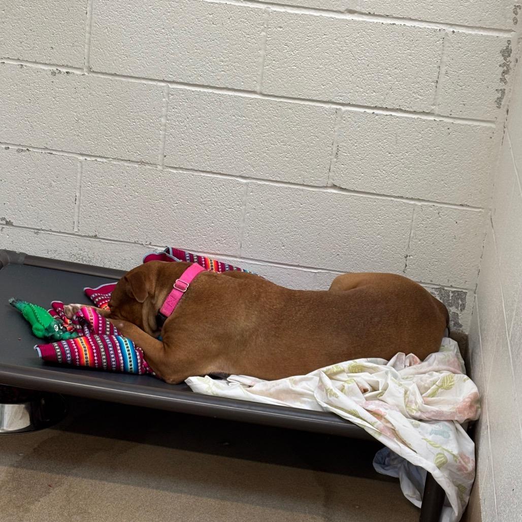 Fendi, Adoptable, Adult Female American Staffordshire Terrier & Mixed Breed.