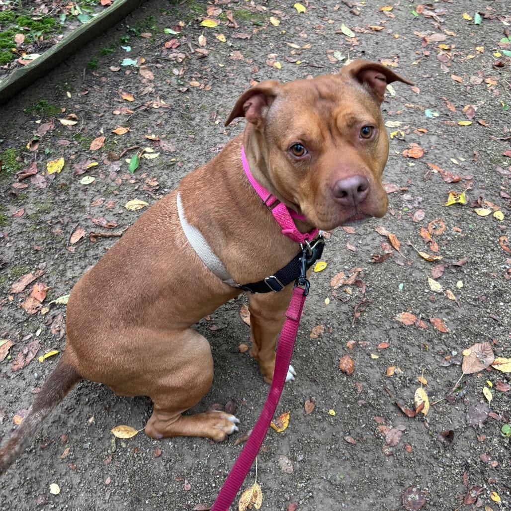 Enlarge Fendi, a Adoptable mixed breed in Novelty, OH image 2/3
