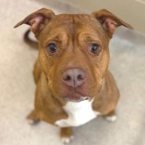 Enlarge Fendi, a Adoptable mixed breed in Novelty, OH image 3/3