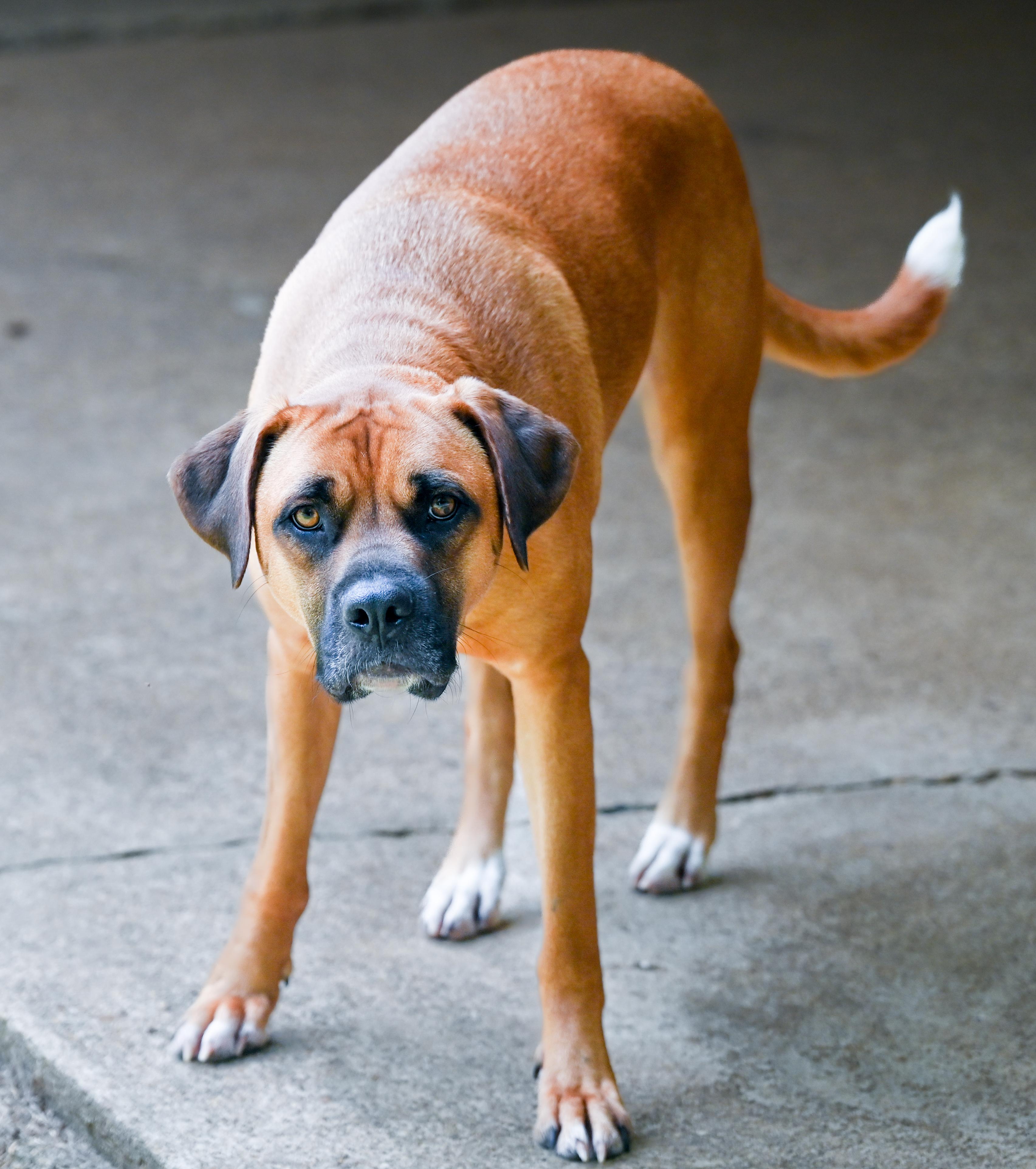 Jean-Pierre, a ADOPTABLE mixed breed in Chattanooga, TN image 5/5