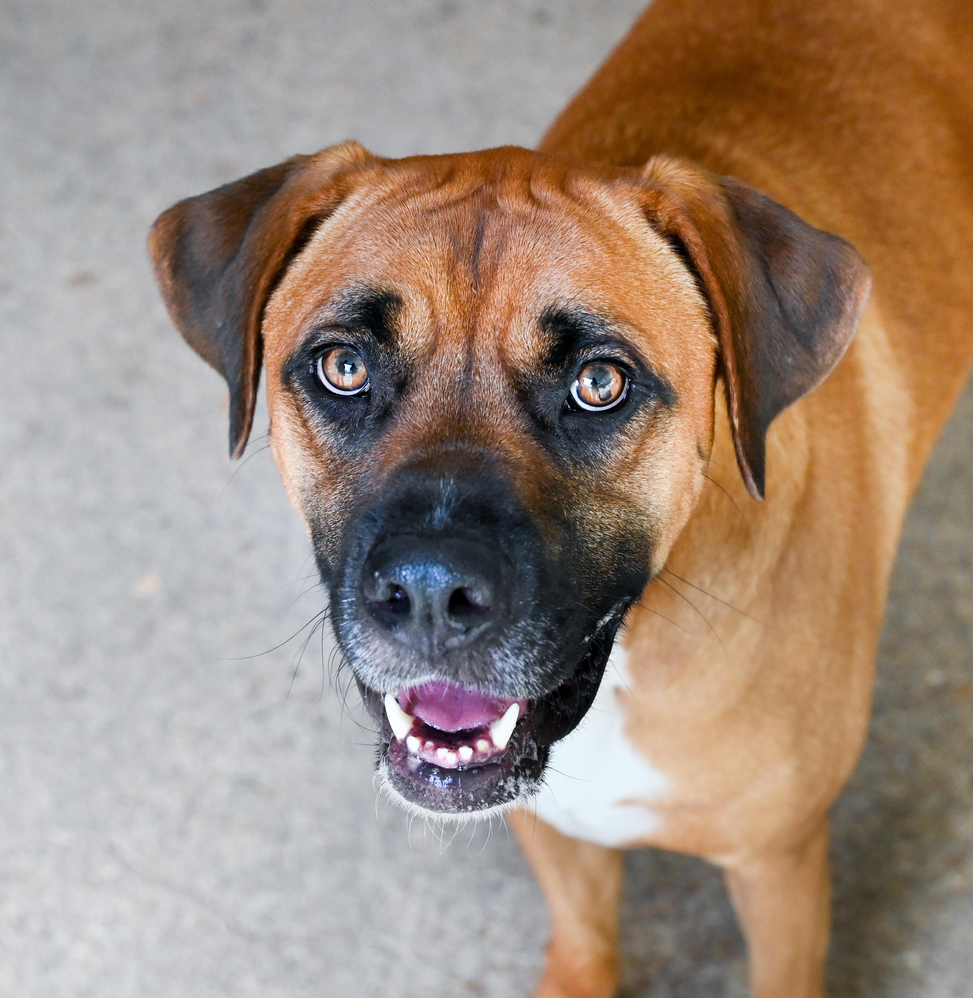 Jean-Pierre, a ADOPTABLE mixed breed in Chattanooga, TN image 1/5