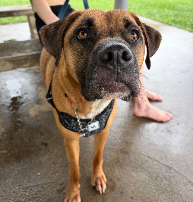 Enlarge Jean-Pierre, a Adoptable mixed breed in Chattanooga, TN image 4/6