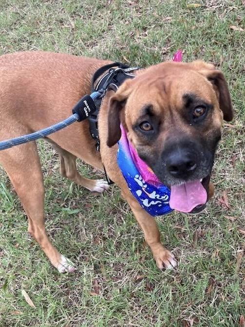 Enlarge Jean-Pierre, a Adoptable mixed breed in Chattanooga, TN image 6/6