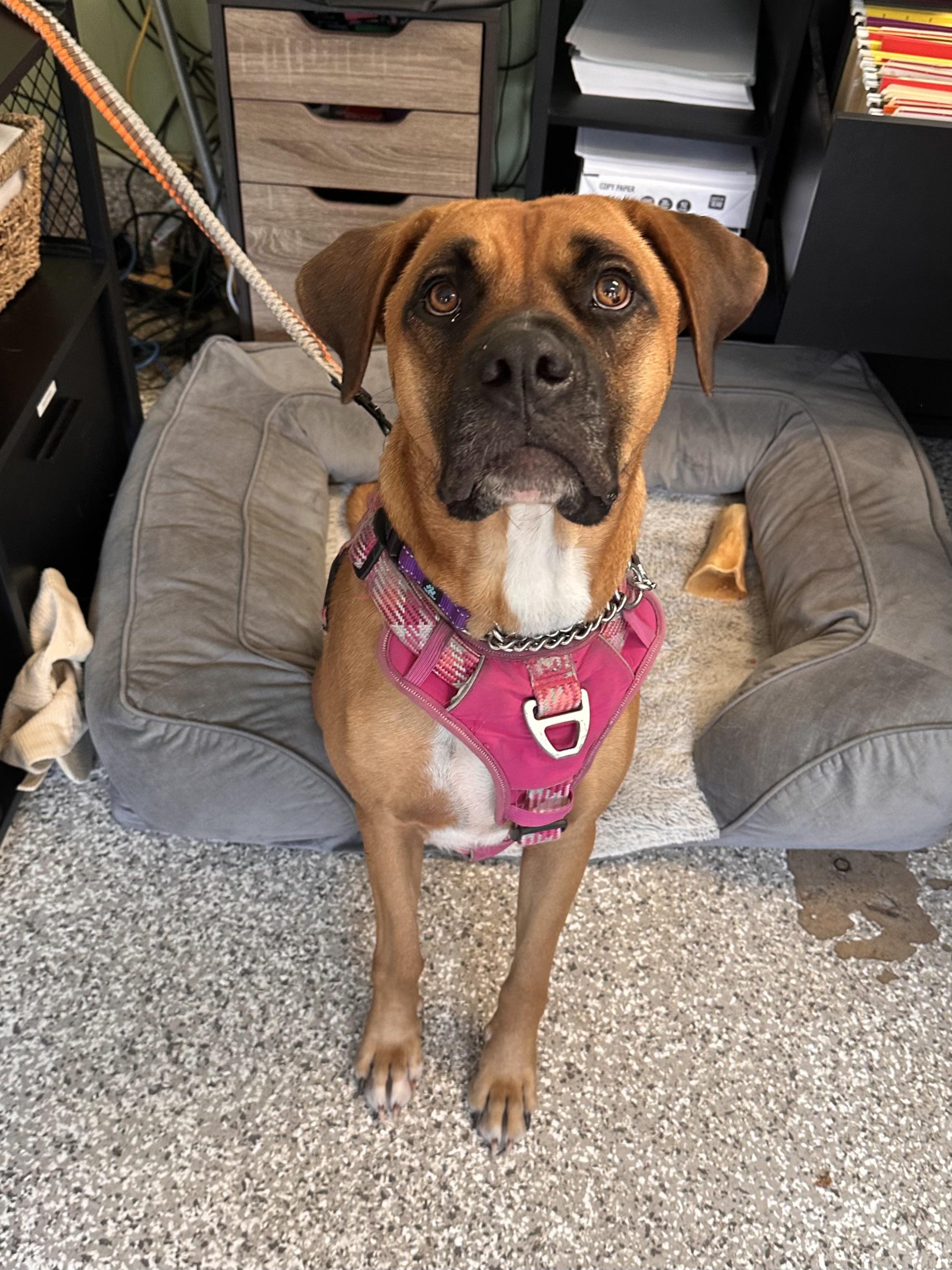 Enlarge Jean-Pierre, a Adoptable mixed breed in Chattanooga, TN image 2/6