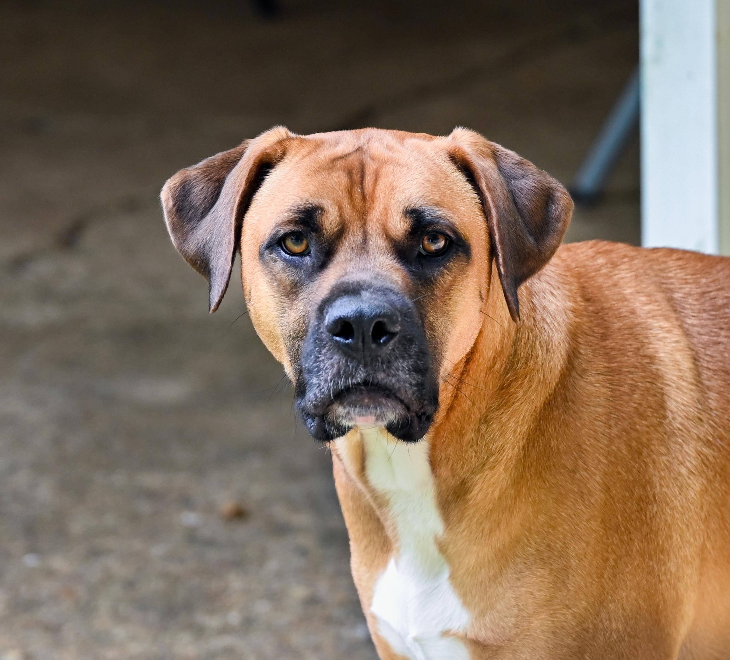 Jean-Pierre, a ADOPTABLE mixed breed in Chattanooga, TN image 2/5