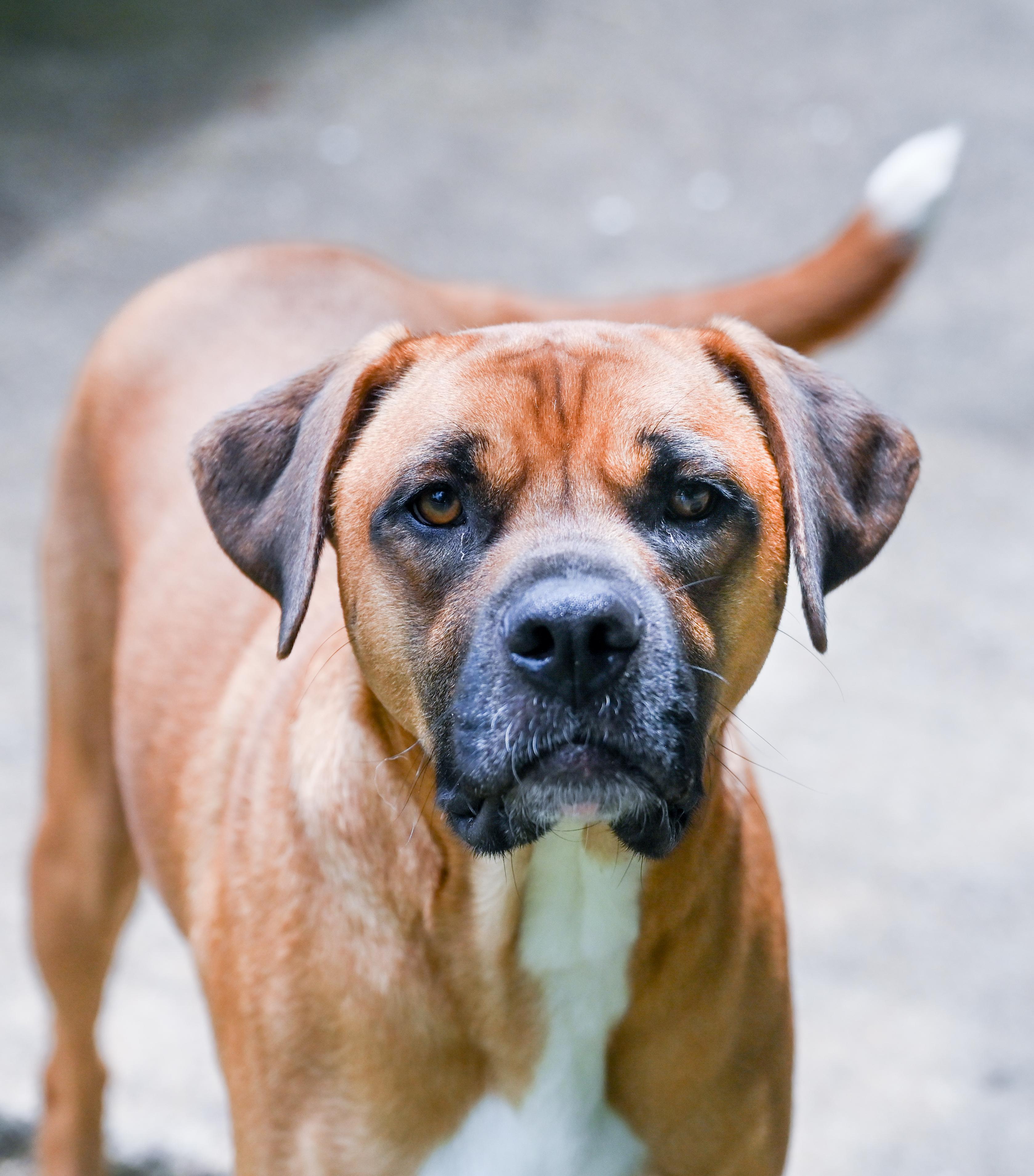 Jean-Pierre, a ADOPTABLE mixed breed in Chattanooga, TN image 4/5