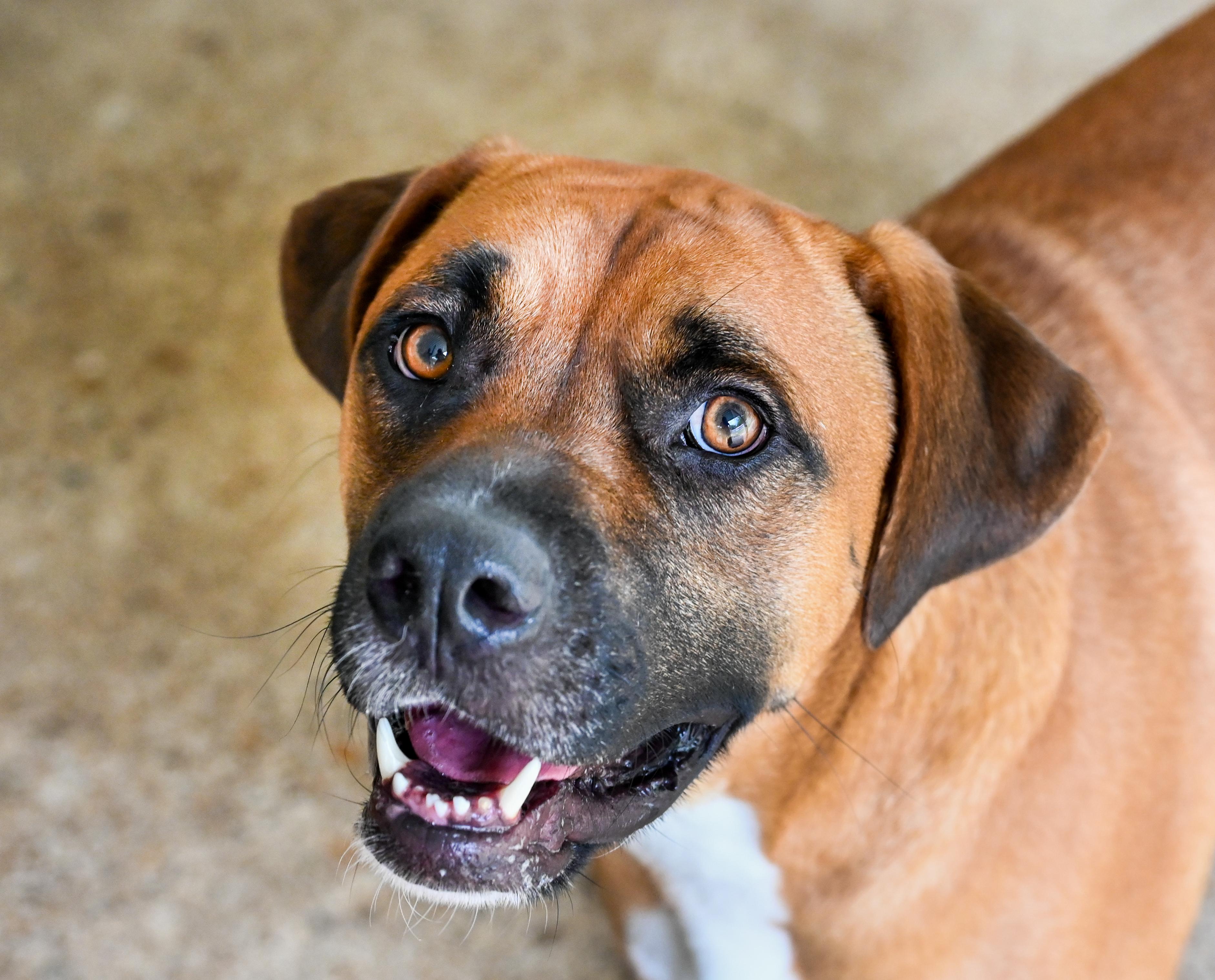 Jean-Pierre, a ADOPTABLE mixed breed in Chattanooga, TN image 3/5