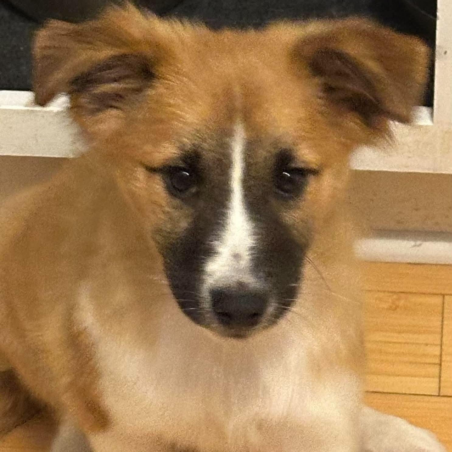 Enlarge Watson, a Adoptable mixed breed in Buffalo, NY image 4/6