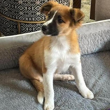 Enlarge Watson, a Adoptable mixed breed in Buffalo, NY image 3/6