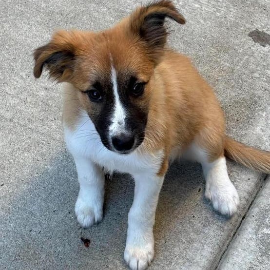 Enlarge Watson, a Adoptable mixed breed in Buffalo, NY image 1/6