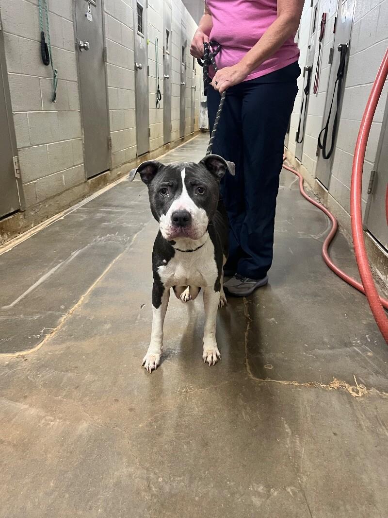 Enlarge Fanny, a Adoptable Pit Bull Terrier in Jackson, TN image 1/6