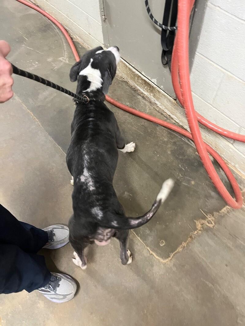 Enlarge Fanny, a Adoptable Pit Bull Terrier in Jackson, TN image 2/6