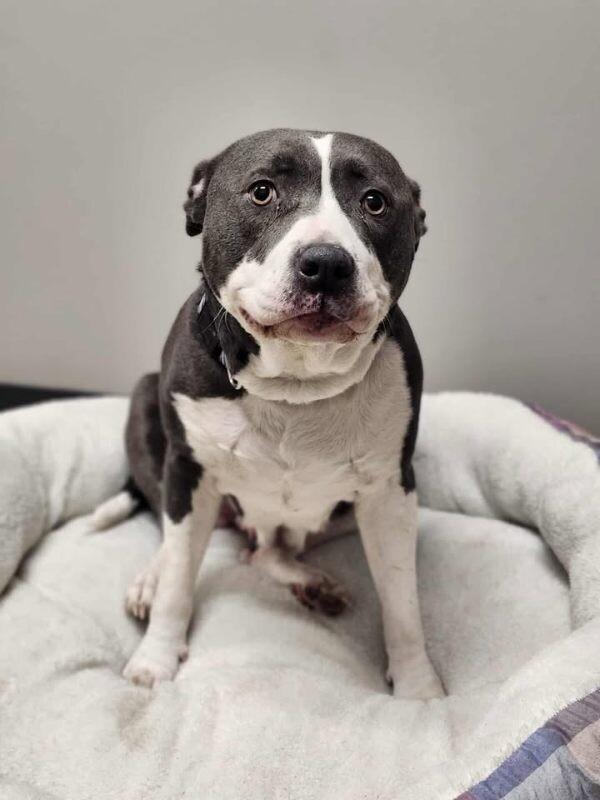 Enlarge Fanny, a Adoptable Pit Bull Terrier in Jackson, TN image 3/6