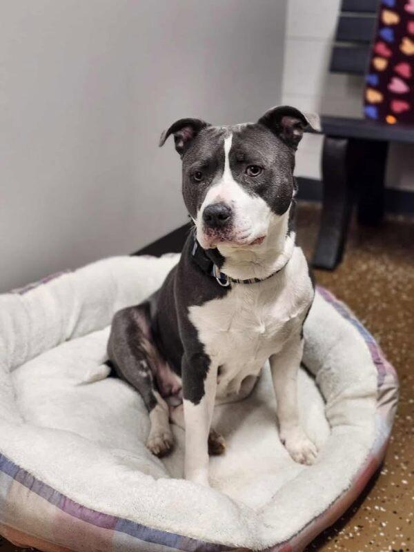 Enlarge Fanny, a Adoptable Pit Bull Terrier in Jackson, TN image 4/6